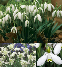 Snowdrop Collection, Sam Arnott - 55%2 